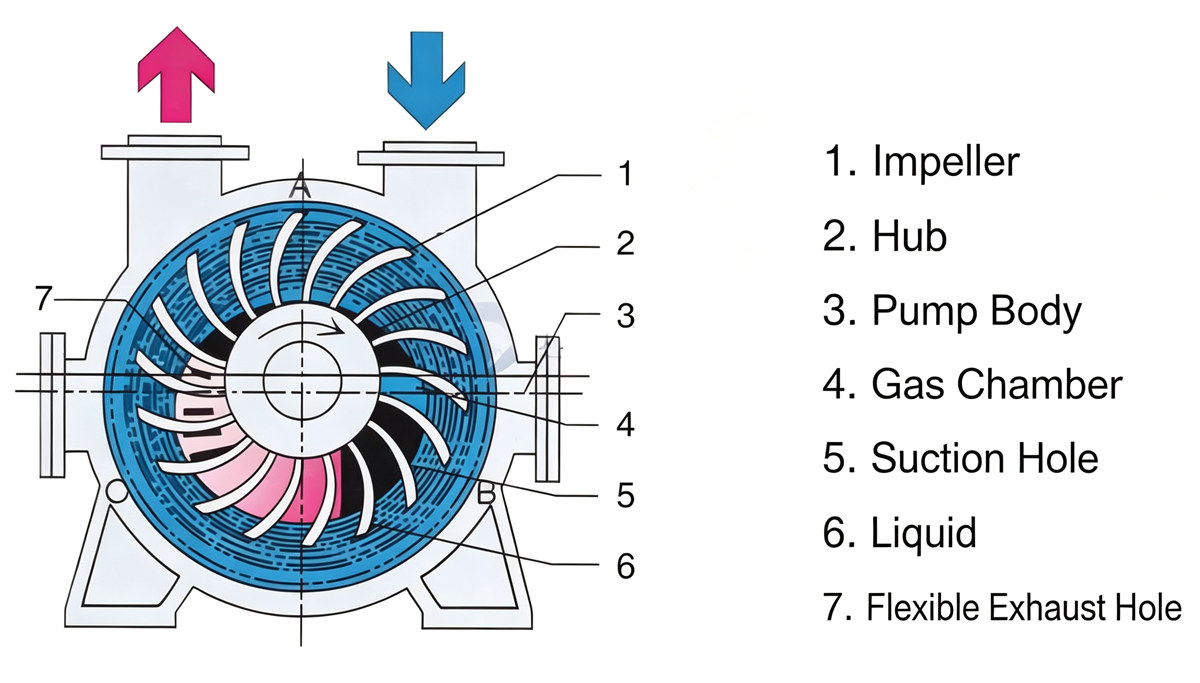 Water circulation vacuum pump structure Water circulation vacuum pump structure